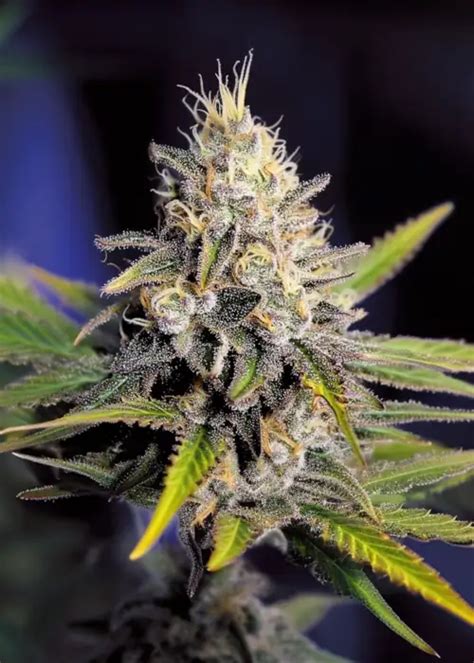 which marijuana strains are similar to granddaddy purple